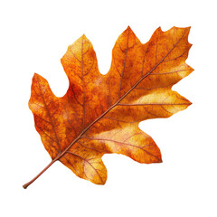 Fototapeta premium Oak autumn leaf isolated on transparent background 