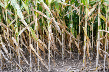 A field of corn with many stalks that are brown and dry