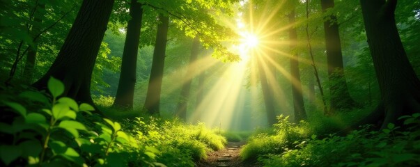 Sunlight peeks through the canopy of a dense forest, dappled light, leaves