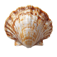 Seashell isolated on transparent background 