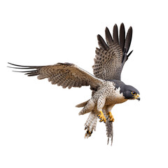 Obraz premium Peregrine falcon diving with wings tucked and sharp focus isolated on a clean PNG background, showcasing its aerodynamic flight and hunting motion, ideal for wildlife illustrations, bird of prey desig