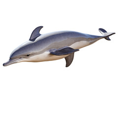 Dolphin on black background PNG