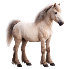 Obraz premium Pony with a thick winter coat standing isolated on a clean PNG background, showcasing its fluffy fur and winter-ready appearance, ideal for animal-themed designs, farm visuals, and seasonal illustrati