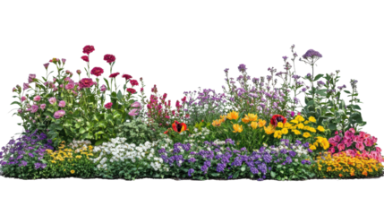 Colorful flower bed blooming on transparent background