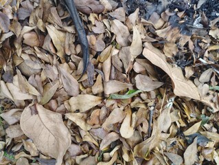 dried leaves on the ground