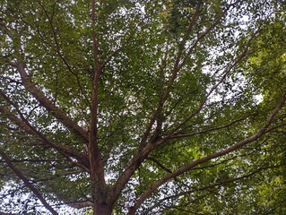 tree in the forest