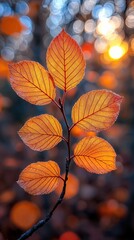 Obraz premium Leaves adorned in vibrant shades of gold capture the last light of day as the sun dips below the horizon, creating a breathtaking display of autumn beauty in a serene forest.