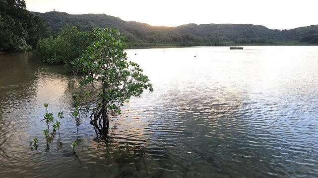 朝日に照らされた海辺とマングローブがある風景