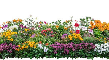 Colorful flower bed blooming with various flowers on transparent background