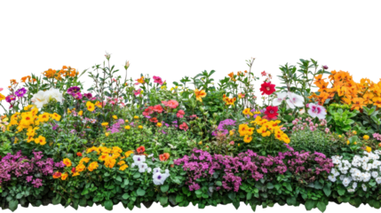 Colorful flower bed blooming with various flowers on transparent background