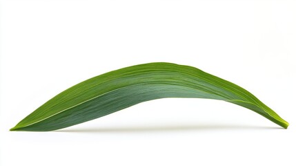 Green Leaf Isolated on White Background for Natural Designs