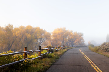 Cottonwood trees in fall color foliage along roadside on foggy morning Gunnison, Colorado