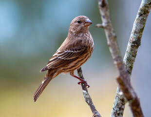 Purple Finch Perched