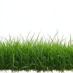 Lush green grass border isolated on white background. (1)
