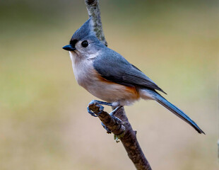 Tufted Titmouse Perched