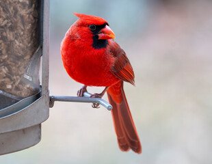 Male Cardinal Perched