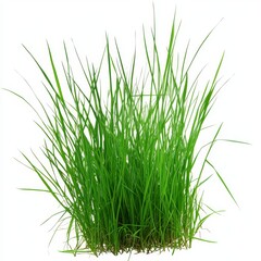 Fototapeta premium Lush green grass clump isolated on white background. (10)