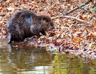 Beaver along a pond