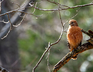 Red Shoulered Hawk