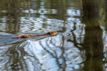 Beaver along a pond