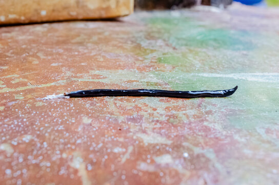 A Black Bipalium Kewense Worm