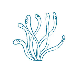 Underwater seaweed doodle. Aquatic plant illustration. Marine flora, flat style, perfect for summer themes and undersea projects. Ideal for posters, flyers, and educational materials.