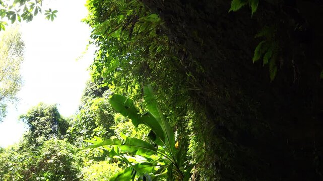 Water dripping from a rock surrounded by green moss at the Tad Champee Waterfall cave,Tad champee (champi) the beautiful waterfall in the Pakse, Southern Laos.