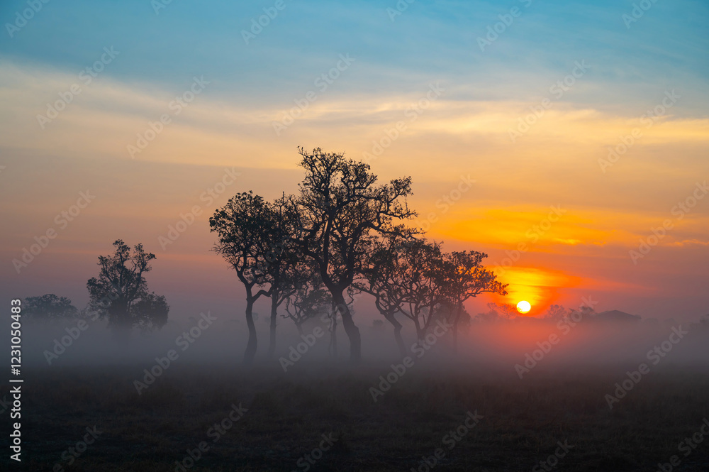 Wall mural sunset with foggy .a beautiful sunrise behind the large trees in spring with mist.big tree silhouett
