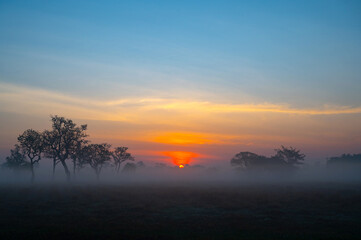 Sunset with foggy .A beautiful sunrise behind the large trees in spring with mist.Big tree silhouette with sun shining through. Springtime scenery of africa savannah field.Soft focus
