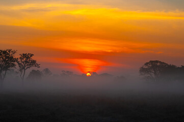 Sunset with foggy .A beautiful sunrise behind the large trees in spring with mist.Big tree silhouette with sun shining through. Springtime scenery of africa savannah field.Soft focus