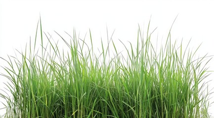 Lush green grass isolated on white background. (1)