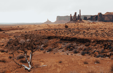 Lonely Tree of Monument Valley Tribal Park, Arizona, USA, November 5th 2024