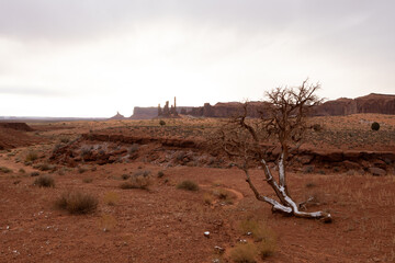 Lonely Tree of Monument Valley Tribal Park, Arizona, USA, November 5th 2024