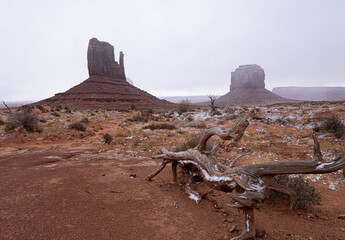 Lonely Tree of Monument Valley Tribal Park, Arizona, USA, November 5th 2024