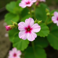 Fototapeta premium Fruited Geranium plant with pink white flowers, zonal pelargonium, geranium, blossom