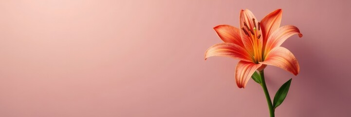 Naklejka premium Single lily with a few stray leaves and stems, simple, bloom