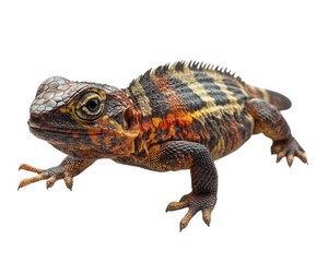 Fototapeta premium colorful lizard with intricate patterns and textures, showcasing vibrant hues of orange, black, and yellow. This reptile is often found warm environments, adding lively touch to its surroundings
