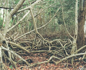Everglade, Florida multiple mangroves during the day. 