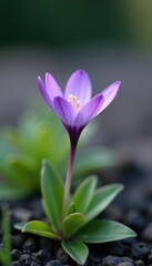 Obraz premium Single, solitary violet flower on a white field, flowers, nature, simple