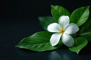Fototapeta premium A single, exquisite jasmine flower blooms on a dark, glossy background with lush green leaves, floral, background, greenleaf