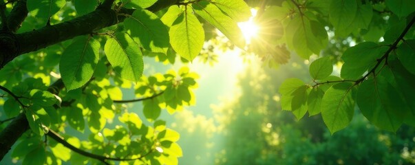 Obraz premium Dappled sunlight filtering through leafy branches overhead, nature, branching, leafy