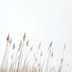 Dried grasses against a white sky.
