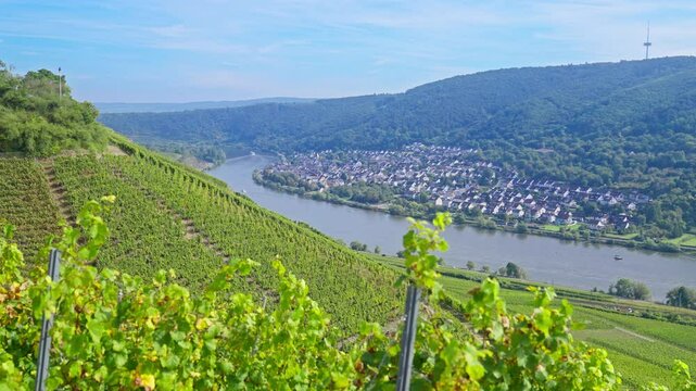Aerial view of vineyards on a hillside with a bending Mosel River on a picturesque sunny morning in Winningen, Rhine Valley, Germany