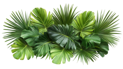 Tropical Green Palm Leaves on White, Lush overlapping palm foliage, vibrant green hues, clean transparent backdrop