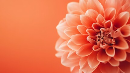 Fototapeta premium Close-up of a Peach Dahlia Blossom