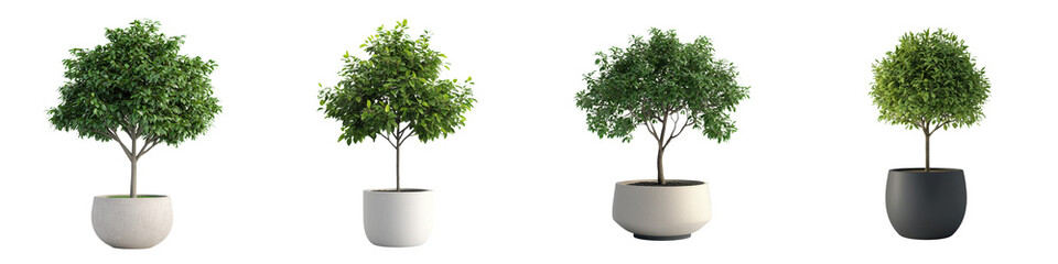 Fototapeta premium Collection of Stylish Potted Trees in Different Sizes Shapes and Varieties Placed as Decorative Elements in Contemporary Home or Office Interiors