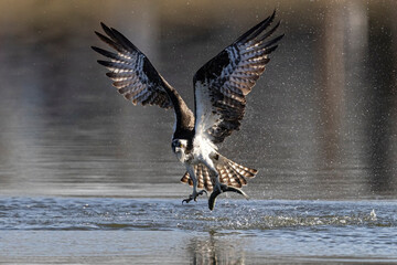 A wild osprey fishing at a pond in a state park in Colorado.