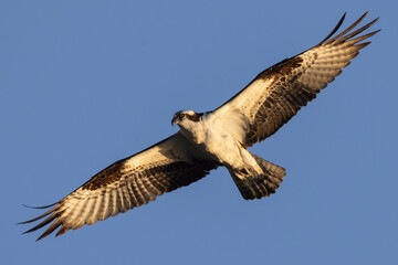 A wild osprey fishing at a pond in a state park in Colorado.