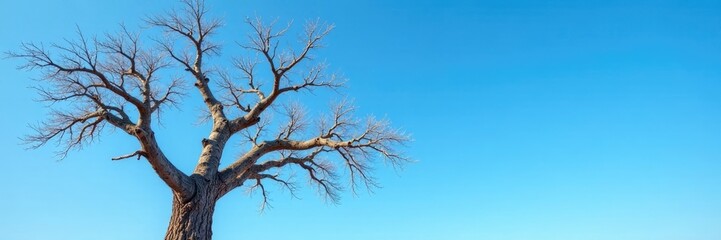 Fototapeta premium Dead branches of a dried up tree against the clear blue sky, dry leaves, foliage