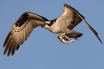 A wild osprey fishing at a pond in a state park in Colorado.
